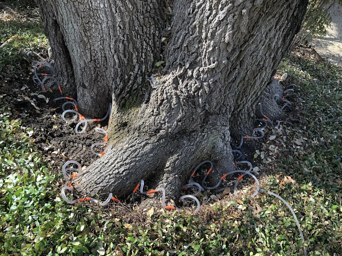 Detailed Tree Cabling and Bracing job site in Altenburg