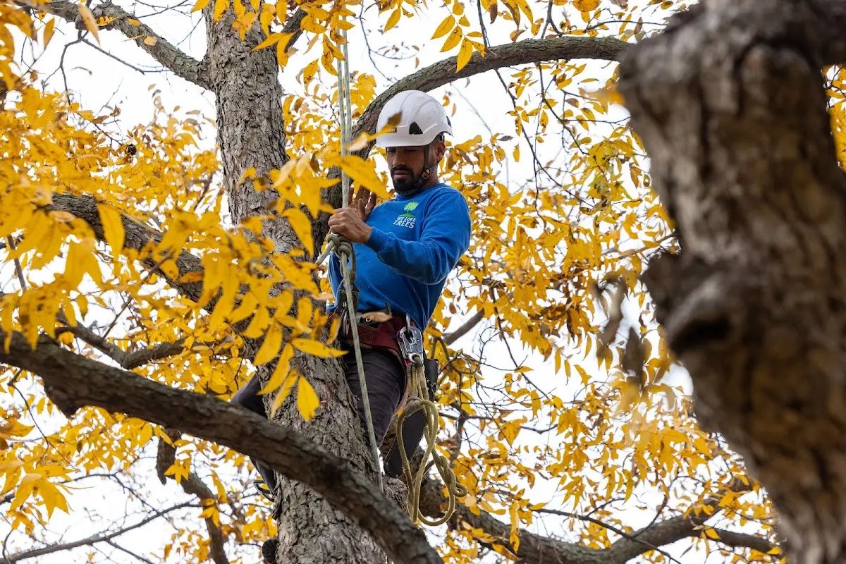 Skilled Tree Planing crew working in Altenburg